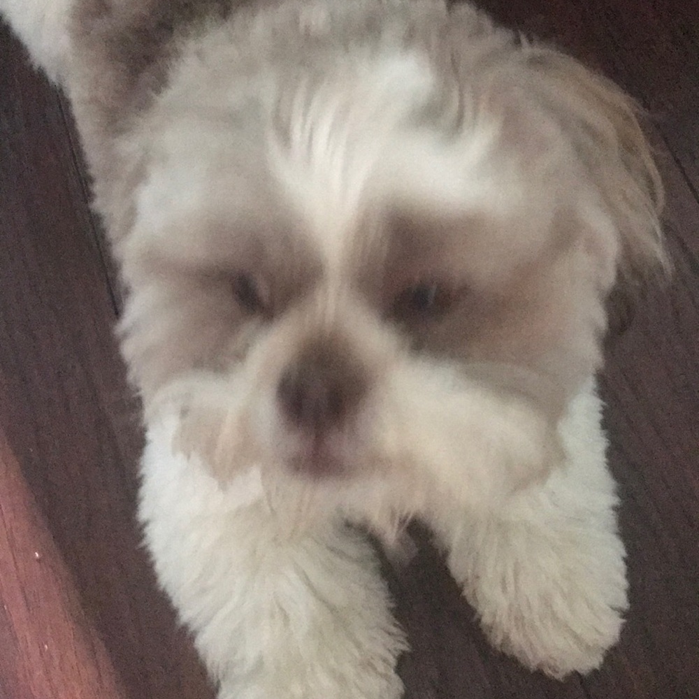 Meet your Posher, Peggy